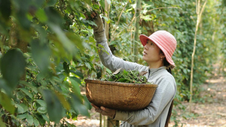 Giá tiêu 22/6: Duy trì ổn định, dự báo Cwin Đăng Ký + 1888k tiêu sẽ đạt 2 tỷ USD vào năm 2025