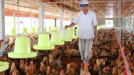 Development of household chicken farming in Vietnam: A case study of Yen Dinh District, Thanh Hoa Province
