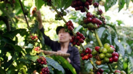 Giá cà phê hôm nay 29/6: Giảm mạnh, nhiều vùng trồng cà phê đối mặt nguy cơ bị cấm Cwin com sòng bạc trực tuyến vào EU