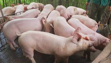 Giá lợn hơi ngày 4/6: Thị trường chững lại, dao động trong khoảng 54.000 - 60.000 đồng/kg.