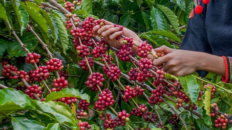 Giá cà phê hôm nay 12/7: Giảm nhẹ, dự trữ cà phê Robusta xuống thấp nhất 7 năm