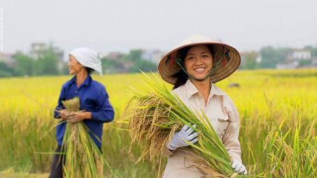 Gạo Trung An (TAR): Liên tiếp trúng thầu Cwin Đăng Ký + 1888k gạo sang Hàn Quốc, cổ phiếu tăng 49%