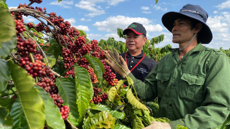 Giá cà phê hôm nay 25/7: Đồng loạt tăng, tại Đắk Nông thiết lập mức cao kỷ lục mới