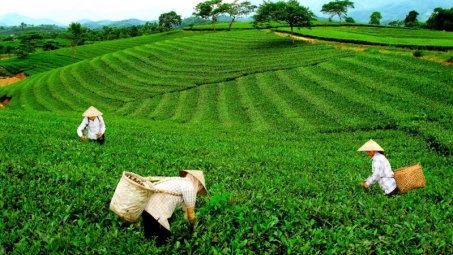 Nông nghiệp Thái Nguyên ghi nhận nhiều điểm sáng trong bức tranh 6 tháng
