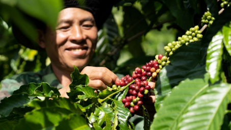 Giá cà phê hôm nay 8/7: Bất ngờ tăng 2.000 đồng/kg, dự trữ Robusta trên thế giới giảm mạnh