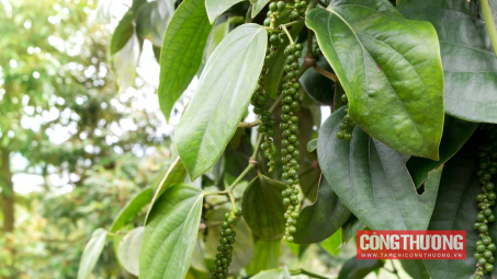 Giá tiêu hôm nay 01/8: Lên mức cao nhất kể từ cuối tháng 6 đến nay