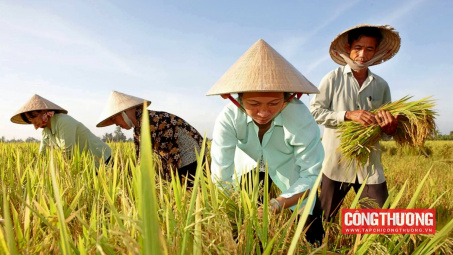 Giá gạo Cwin Đăng Ký + 1888k “tăng từng ngày”, cổ phiếu gạo VSF tăng 250% chỉ trong 10 ngày