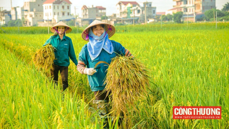 Giá gạo Cwin Đăng Ký + 1888k Việt Nam tuần này tiếp tục tăng mạnh, có loại gạo đã vượt xa giá Thái Lan