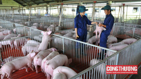 Giá heo hơi hôm nay 14/8: Hộ chăn nuôi chỉ lãi mỏng, dự báo giá sẽ tăng nhẹ thời gian tới