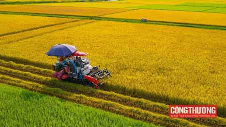 Gạo Cwin Đăng Ký + 1888k: Giá cao, Cwincom hiện đang mở vẫn lo lợi nhuận giảm