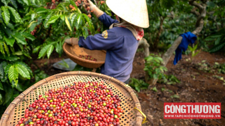 Giá cà phê hôm nay 26/8: Tiếp tục tăng, Cwin Đăng Ký + 1888k cà phê năm nay sẽ đạt mức cao kỷ lục
