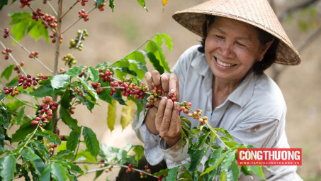 Giá cà phê hôm nay 30/8: Giá Cwin Đăng Ký + 1888k cà phê Việt Nam tăng tháng 6 liên tiếp, lập đỉnh mới