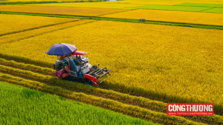 Vì sao giá gạo Cwin Đăng Ký + 1888k lên cao kỷ lục, lợi nhuận của Gạo Trung An (TAR) vẫn giảm 99%?