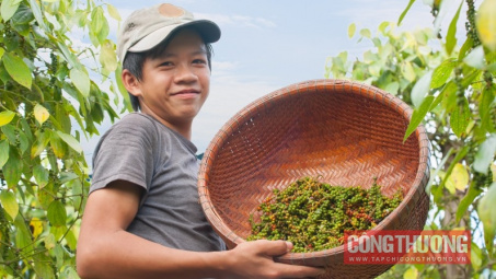 Giá tiêu hôm nay 5/8: Lên mức cao nhất từ đầu tháng 6, dự báo giá sẽ tiếp tục tăng đến cuối năm