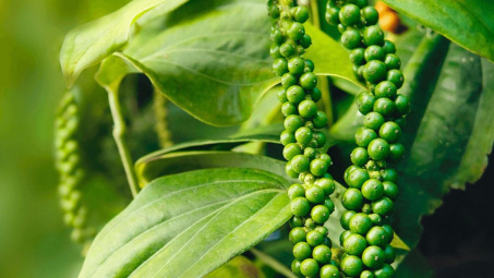 Hạt tiêu Việt vững thị phần tại Hoa Kỳ