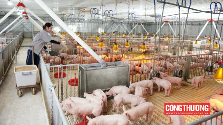 Dự báo giá heo hơi sẽ tăng lên trong quý 4/2023, doanh thu BaF Việt Nam (BAF) sẽ được cải thiện mạnh