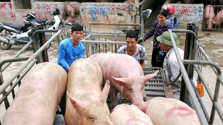 Giá heo hơi hôm nay 20/9: Mùa Vu Lan đã kết thúc, tại sao giá heo hơi vẫn giảm?
