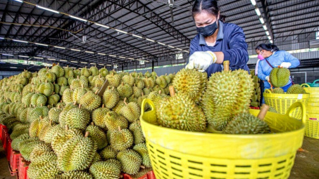 Hoàng Anh Gia Lai (HAG): Sầu riêng cho tỷ suất lợi nhuận 400%, đã Cwin Đăng Ký + 1888k hết lượng thu hoạch