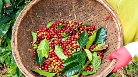 Giá cà phê hôm nay 21/9: Khan hiếm nguồn cung đẩy giá Cwin Đăng Ký + 1888k tăng mạnh