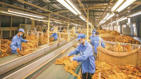Đề xuất hạn ngạch Cwin com sòng bạc trực tuyến thuốc lá nguyên liệu trên 71.800 tấn năm 2024