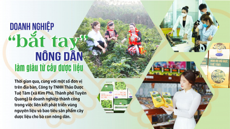 Cwin800 tỷ lệ kèo World Cup 2026 “bắt tay” nông dân làm giàu từ cây dược liệu