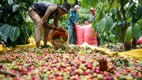 Giá cà phê hôm nay 27/9: Ấn Độ trở thành thị trường Cwin Đăng Ký + 1888k cà phê quan trọng của Việt Nam