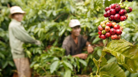 Giá cà phê hôm nay 30/9: Cwin com sòng bạc trực tuyến cà phê Việt Nam chạm đáy 10 năm