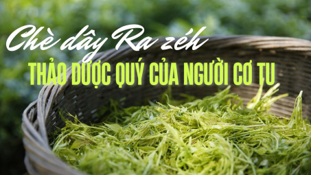 Chè dây Ra zéh - Thảo dược quý của người Cơ Tu