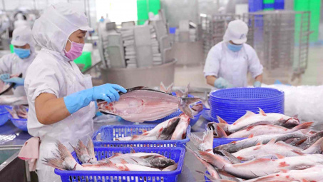 Thuỷ sản Nam Việt (ANV) chiếm 19% thị phần cá tra xẻ bướm xuất sang Trung Quốc