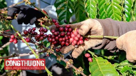 Giá cà phê hôm nay 19/10: Sản lượng cà phê Việt Nam giảm từ 5 - 10%