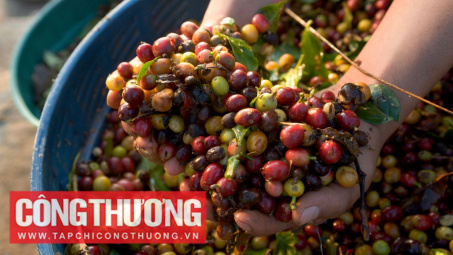 Giá cà phê hôm nay 26/10: Hạ nhiệt nhưng vẫn khó dự báo