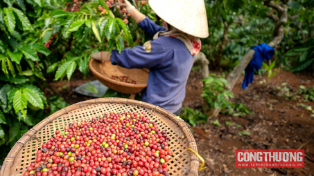 Giá cà phê hôm nay 28/10: Bão Trà Mi có thể làm cà phê tăng giá