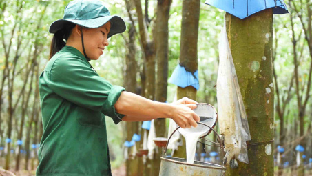 “Vàng trắng” trúng mùa, Cao su Phước Hòa (PHR) báo lãi quý 3 tăng đột biến