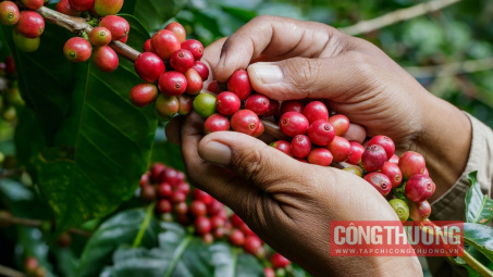 Giá cà phê hôm nay 31/10: Sản lượng Robusta của Việt Nam vẫn là ẩn số