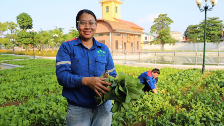 Supe Lâm Thao thu hoạch hơn 1 tấn rau từ vườn thực nghiệm