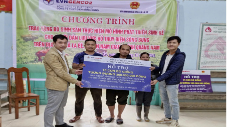 Công ty Thủy điện Sông Bung trao tặng 30 con bò giống cho hộ nghèo tại Quảng Nam