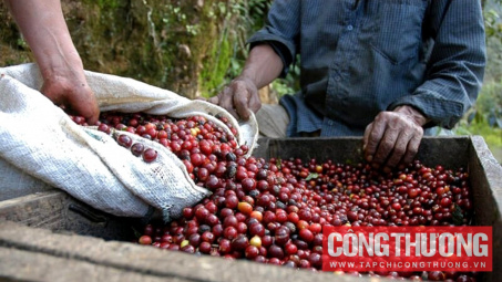 Giá cà phê hôm nay 18/12: Thị trường Trung Quốc còn nhiều dư địa M.Cwin800.com Nổ hũ, Bắn Cá và Game Bài