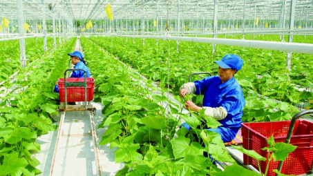 Phê duyệt danh sách thành viên Ban Chỉ đạo quốc gia về kinh tế tập thể
