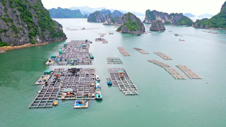 Kế hoạch thực hiện Quy hoạch bảo vệ và khai thác nguồn lợi thủy sản thời kỳ 2021 - 2030