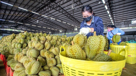EU tăng tần suất kiểm tra với sầu riêng Việt Nam