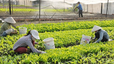 Đánh giá tổng quan tình hình nghiên cứu chính sách hỗ trợ phát triển hợp tác xã