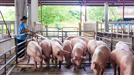 Giá heo hơi hôm nay 11/4: Cẩn trọng trước khi mở rộng quy mô đàn