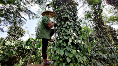 Giá tiêu hôm nay 16/4: Tăng trở lại, dự báo mưa tại Tây Nguyên đến muộn