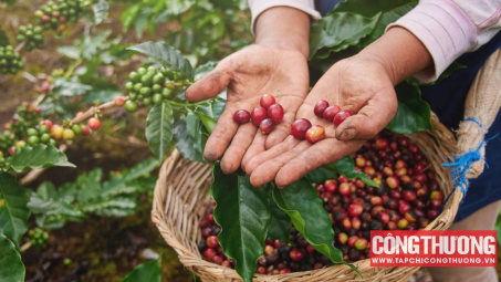Giá cà phê hôm nay 18/4: Tăng phi mã chưa từng thấy, vượt mốc 120.000 đồng/kg