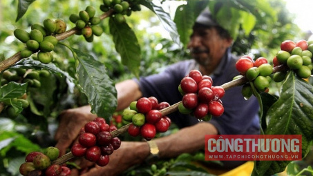 Giá cà phê hôm nay 24/3: Sắp vượt mốc 130.000 đồng, tăng hơn 31% trong chưa đầy 1 tháng