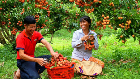 Sản lượng vải thiều Bắc Giang năm 2024 có thể đạt 100.000 tấn
