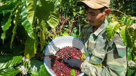 Giá cà phê hôm nay 11/5: Phục hồi yếu, Mỹ tăng mạnh Cwin com sòng bạc trực tuyến cà phê từ Việt Nam