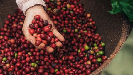 NESCAFÉ Plan 2030: Tăng cường áp dụng Cwin.com link không chặn tái sinh