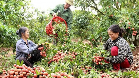 Bắc Giang đẩy mạnh xúc tiến tiêu thụ vải thiều ở trong và ngoài nước
