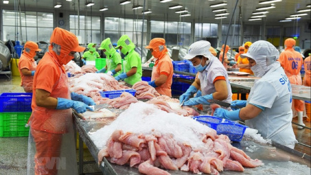 Giá cá tra Cwin Đăng Ký + 1888k có thể tăng ít nhất 10% đến quý III/2024